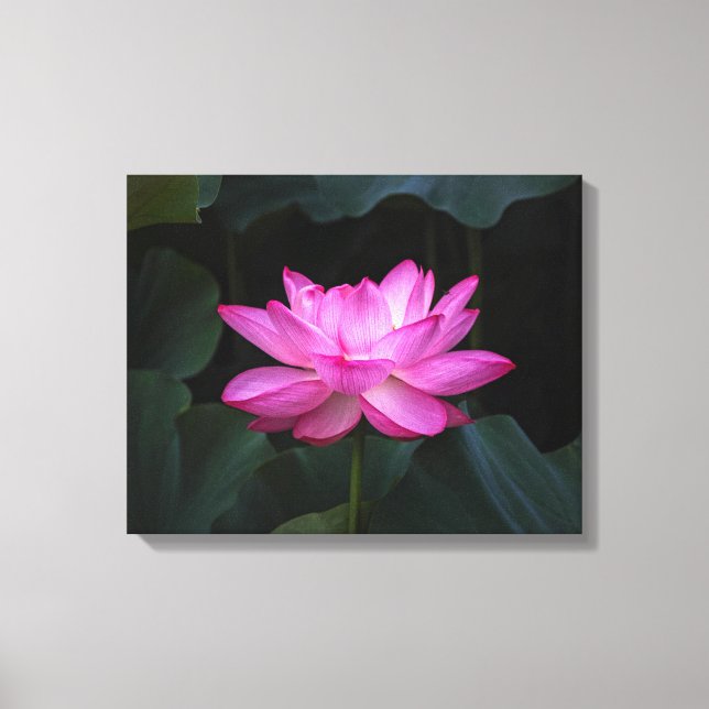 Lotus Flower Canvas Print (Front)