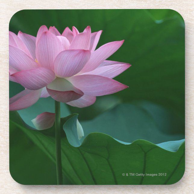 Lotus flower coaster (Front)