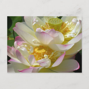 Lotus Flower Duet Postcard