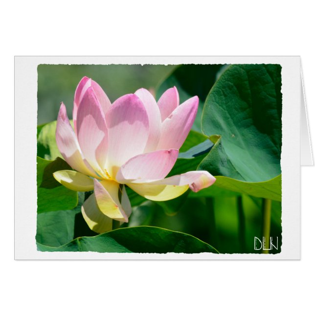 Lotus Flower/Floral  Art/ (Front Horizontal)