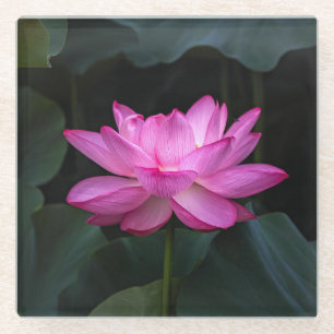 Lotus Flower Glass Coaster