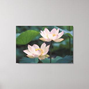 Lotus flower in blossom, China Canvas Print