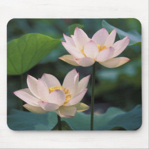 Lotus flower in blossom, China Mouse Pad