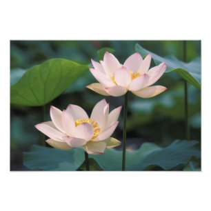Lotus flower in blossom, China Photo Print