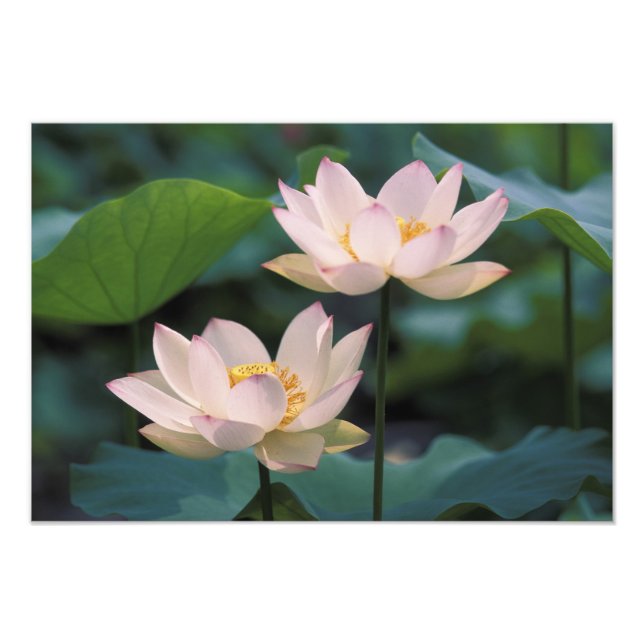 Lotus flower in blossom, China Photo Print (Front)