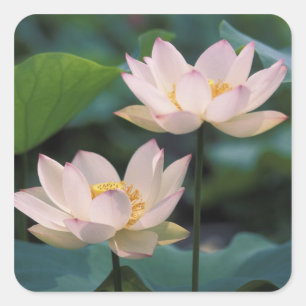 Lotus flower in blossom, China Square Sticker