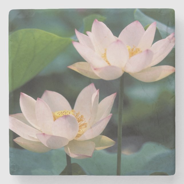 Lotus flower in blossom, China Stone Coaster (Front)