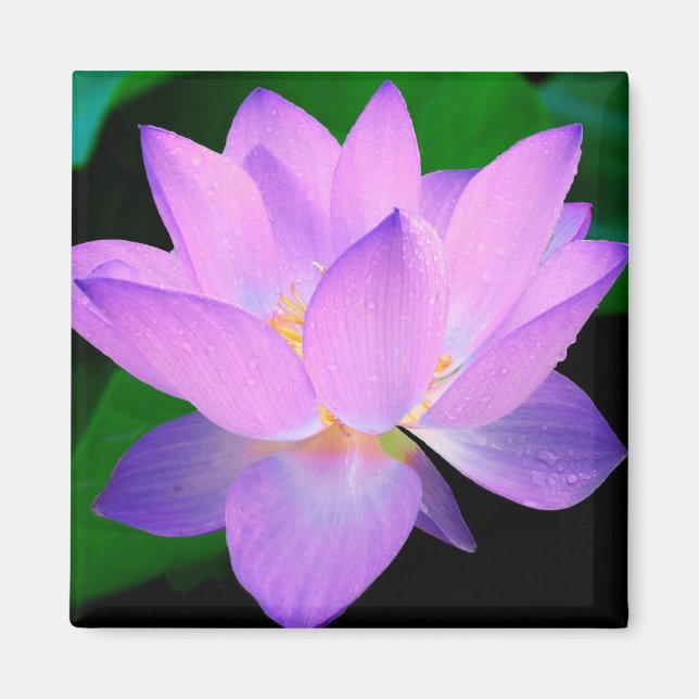 Lotus Flower Magnet (Front)