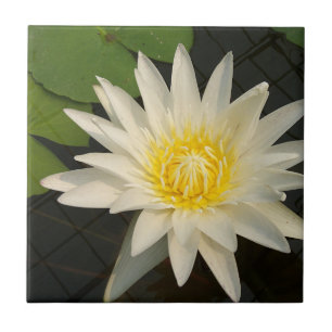 lotus, flower, nature, blossom, floral, plant, tile