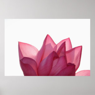 Lotus flower [Nelumbio speciosum] in full Poster