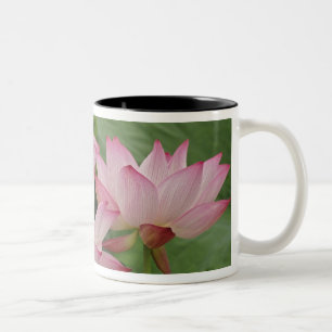 Lotus flower, Nelumbo nucifera, China 2 Two-Tone Coffee Mug
