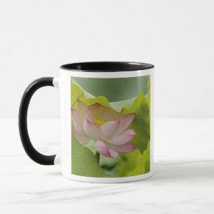 Lotus flower, Nelumbo nucifera, China Mug