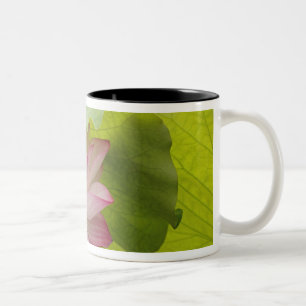 Lotus flower, Nelumbo nucifera, China Two-Tone Coffee Mug