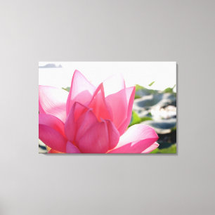Lotus flower [Nelumbo speciosum] in full Canvas Print