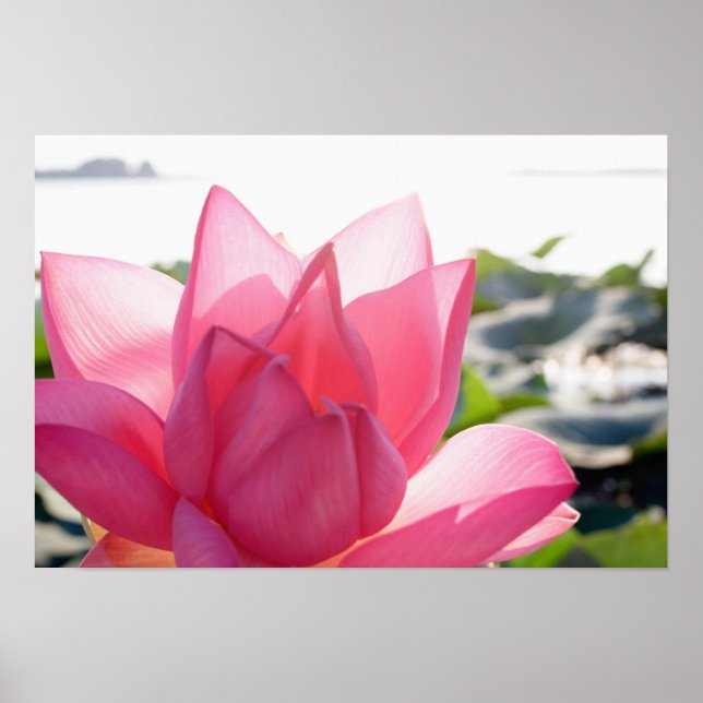 Lotus flower [Nelumbo speciosum] in full Poster (Front)