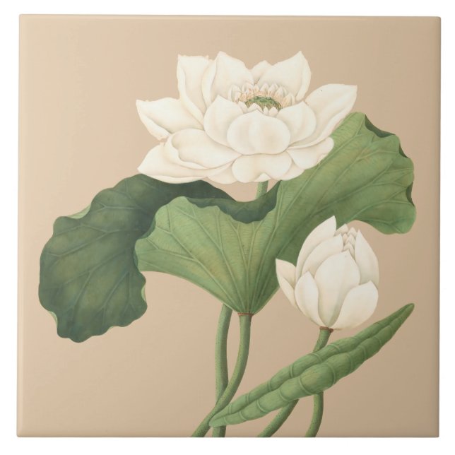 Lotus Flower of East India Botanical Art Tile (Front)