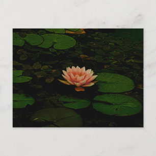 Lotus Flower Orange Dark Green Floral Pond Zen Postcard