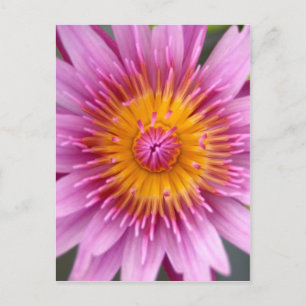 lotus flower postcard