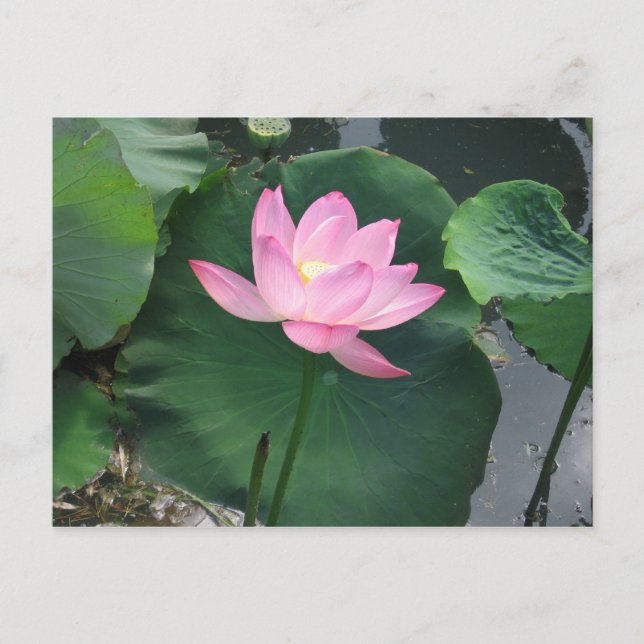 Lotus flower postcard (Front)