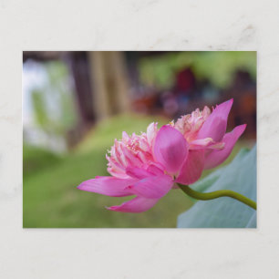 Lotus Flower Postcard