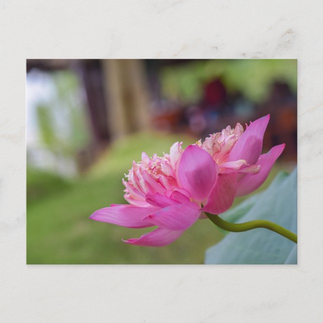Lotus Flower Postcard (Front)