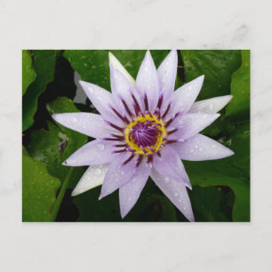 Lotus Flower Postcard