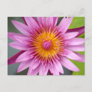 lotus  flower postcard