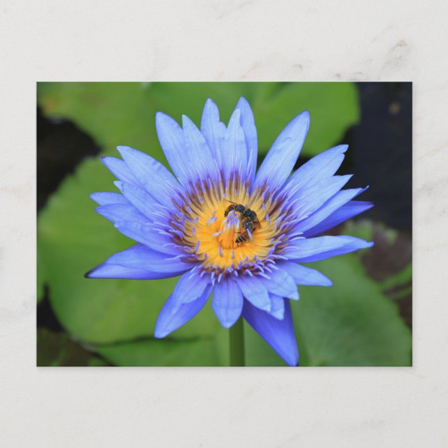 Lotus flower postcard (Front)