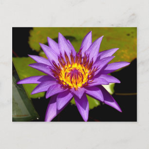 lotus  flower postcard