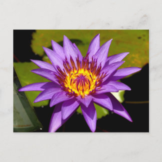 lotus  flower postcard