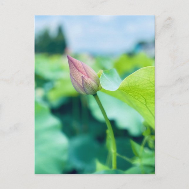 Lotus Flower Postcard (Front)