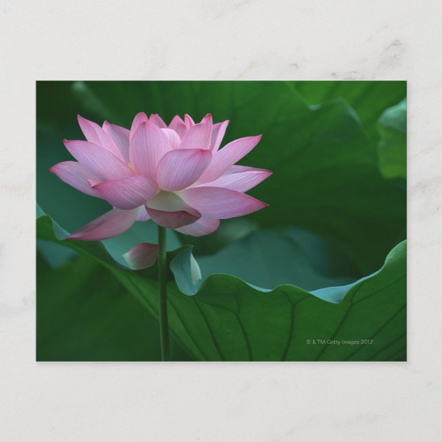 Lotus flower postcard (Front)