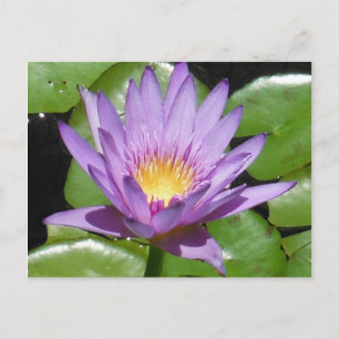 Lotus Flower Postcard