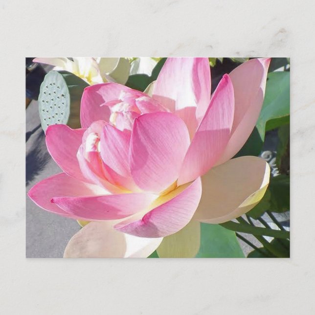 Lotus Flower Postcard (Front)