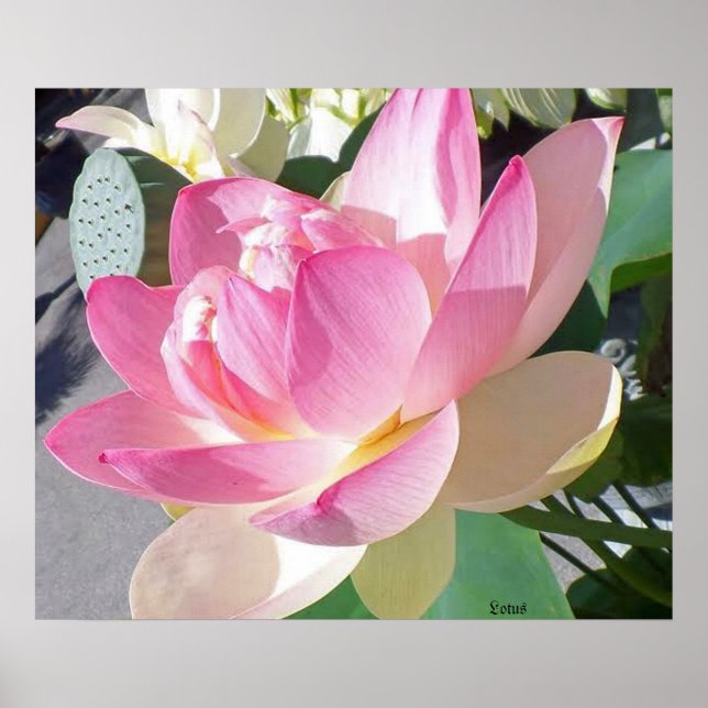 Lotus Flower Poster (Front)
