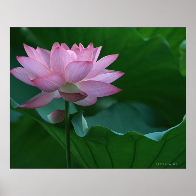 Lotus flower poster (Front)