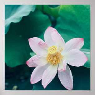 Lotus Flower Poster