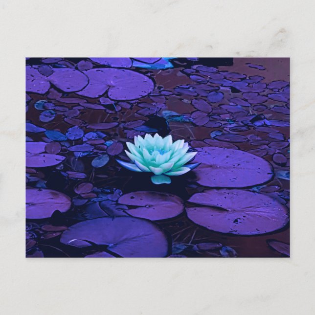 Lotus Flower Purple Blue Turquoise Floral Pond Zen Postcard (Front)