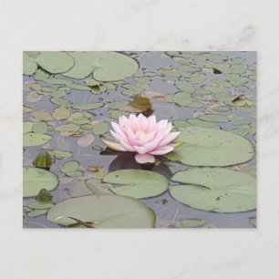 Lotus Flower Soft Pink Floral Pond Zen Postcard