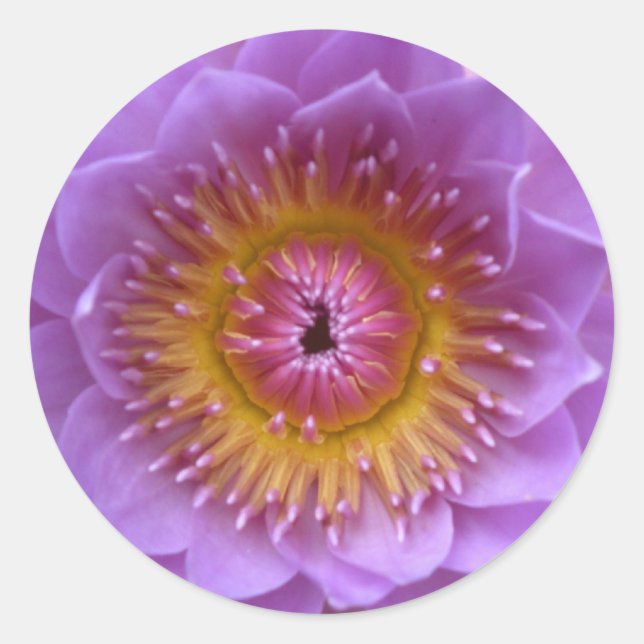 Lotus Flower Stickers (Front)