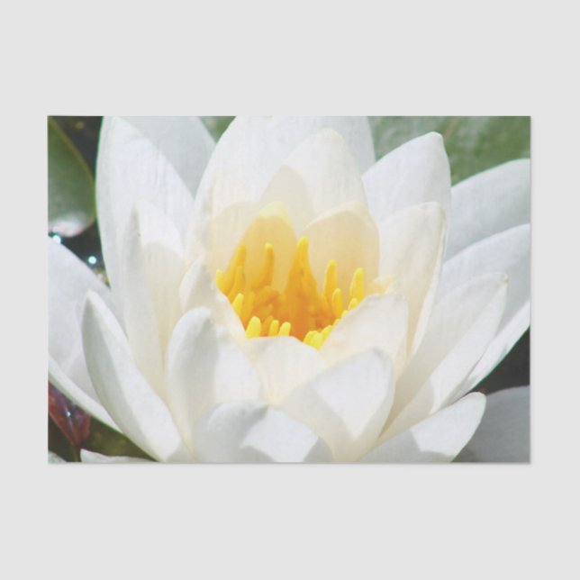 Lotus Flower Tissue Paper (Front)