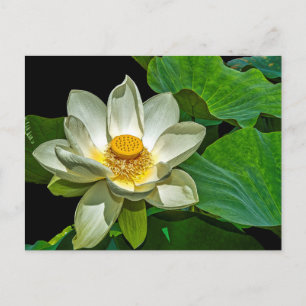Lotus Flowering. Postcard