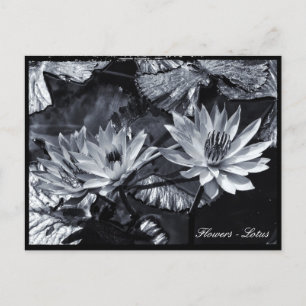 Lotus Flowers, Floral Garden / Asia Postcard