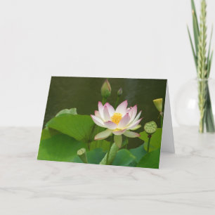 Lotus Flowers Ponds Card