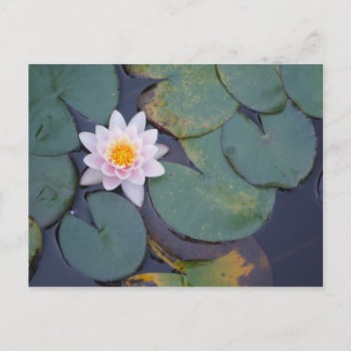 Lotus Flowers Postcard