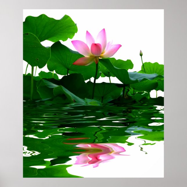 Lotus green water zen tranquillity peace beautiful poster (Front)