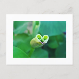 Lotus Heart Postcard