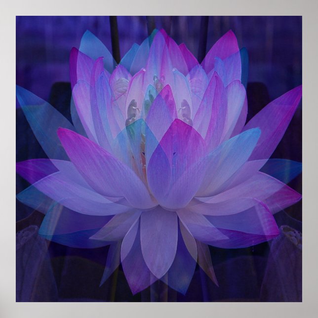 Lotus in Blue... Poster (Front)