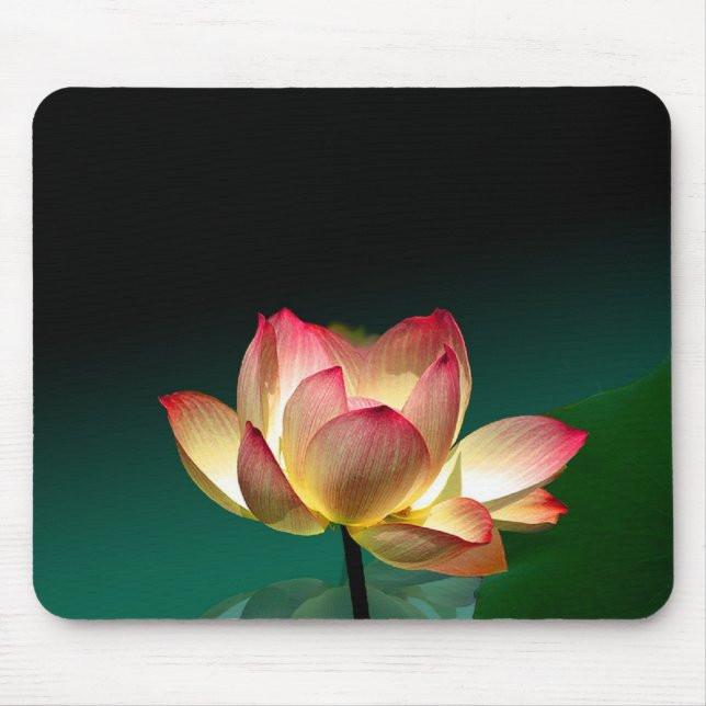 Lotus in full bloom, mousepad (Front)