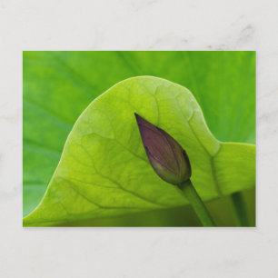 Lotus Leaf and Bud   North Carolina Postcard
